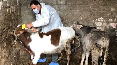 انطلاق الحملة القومية الثانية لتحصين المواشي بالغربية ضد الحمى القلاعية وحمى الوادي المتصدع غدًا