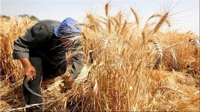 توريد 151 ألف طن من محصول القمح للشؤون والصوامع بالغربية