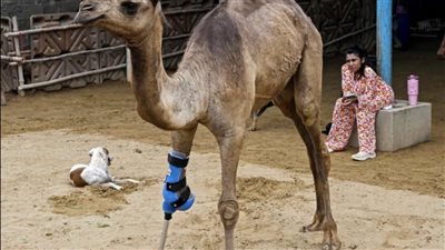 “كامي” تمشي من جديد.. ناقة تحصل على ساق صناعية لأول مرة في باكستان وتُعيد الأمل لقلوب الملايين