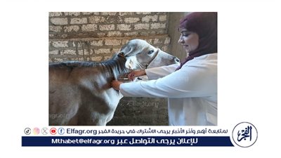 محافظ أسيوط: تحصين أكثر من 26 ألف رأس ماشية ضد مرضي الحمى القلاعية والوادي المتصدع 