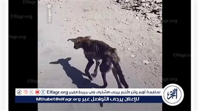 عاجل- شاهد بالفيديو | كلب يلهث جوعًا في غزة.. مشهد يلخص مأساة الجوع والحصار