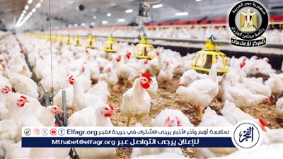 13 ألف ترخيص جديد خلال عام لدعم الإنتاج الحيواني والداجني في مصر: خطوات جادة نحو الأمن الغذائي