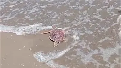 وزارة البيئة تعيد إطلاق سلحفاة بحرية إلى بيئتها الطبيعية بمحمية أشتوم الجميل