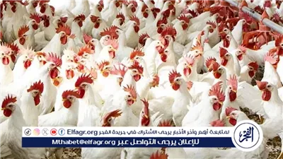 رئيس شعبة الدواجن: استقرار الأسعار منذ شهرين وانخفاض الدولار يدعم السوق(فيديو)