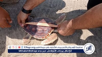 البيئة تُعيد سلحفاة بحرية مهددة بالانقراض إلى موطنها بمحمية أشتوم الجميل.. وتدعو المواطنين للإبلاغ عن الكائنات البحرية المصابة