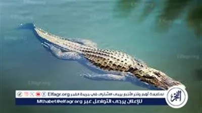 إسرائيل تعدم تماسيح بطريقة القتل الرحيم بعد تكرار هروبها من مجمع مهجور