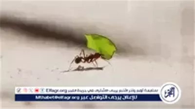 أمين الفتوى: رزق الله مقدّر قبل الخلق ولا مبرر للجوء إلى الحرام