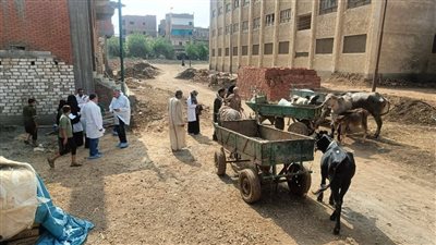 تحصين 251 ألف رأس ماشية ضد الحمى القلاعية وحمى الوادي المتصدع في الغربية