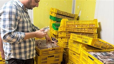 ضبط طن و700 كيلو دواجن فاسدة داخل ثلاجة في طنطا