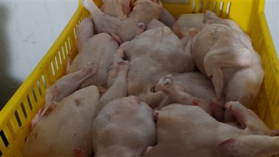 محافظ المنوفية: تحرير ٥٠ محضر مخالفات وضبط وإعدام لحوم ودواجن مجهولة المصدر بتلا وإجراءات رادعة للمخالفين