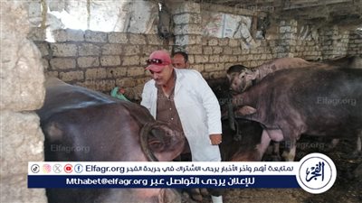 تحصين 45317 رأس ماشية في الحملة القومية للتحصين ضد مرض الحمى القلاعية بلقاح sat1 في الدقهلية..صور