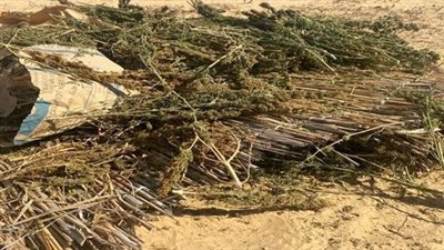 الأمن يضبط 13 طن هيدرو وحشيش بملايين الجنيهات
