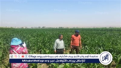 وكيل زراعة أسيوط يتابع الحقول المنزرعة بمحصول الذرة الرفيعة بمركز أبنوب 