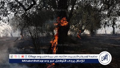 هيئة الأرصاد الجوية الأممية: حرائق الغابات تفاقم أزمة تلوث الهواء عالميا