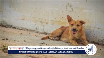 بالذراع والوجه والعين.. إصابة 6 أشخاص بإصابات متفرقة إثر تعرضهم لهجوم من كلب ضال ببني سويف