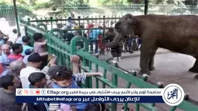 حديقة حيوان الجيزة تستعيد الأفيال بعد غياب 6 سنوات.. 4 إناث آسيويات في بيت جديد