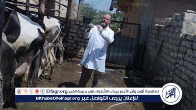 تحصين 12280 رأس ماشية ضد الجلد العقدي جدري الضأن بالفيوم 