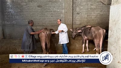 محافظ الدقهلية: تحصين نحو 168 ألف رأس ماشية في الحملة القومية للتحصين ضد مرض الحمى القلاعية بلقاح sat1 