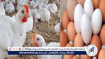 أسعار الفراخ والبيض اليوم الأحد 14 سبتمبر 2025 بأسواق الأقصر
