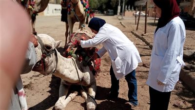 تحصين 160 ألف رأس ماشية ضمن الحملة القومية الثانية للحفاظ على الثروة الحيوانية بالجيزة