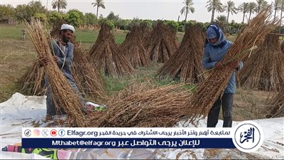 بدء حصاد محصول السمسم في الإسماعيلية وسط مؤشرات إنتاجية مبشرة