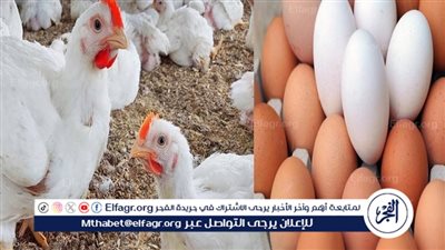 أسعار الفراخ والبيض اليوم الأربعاء 17 سبتمبر 2025 بأسواق الأقصر