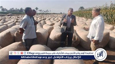 بدء انطلاق موسم توريد القطن بمحافظة أسيوط