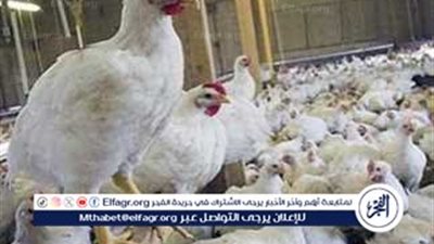 أسعار الدواجن والبيض في الأسواق المصرية اليوم