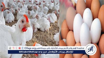 أسعار الفراخ والبيض اليوم الأربعاء 24 سبتمبر 2025 بأسواق الأقصر