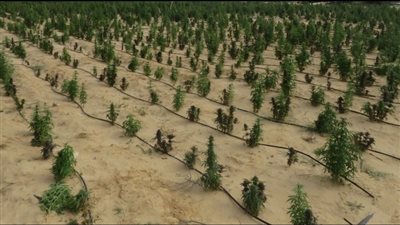 الداخلية تضبط مزرعة مخدرات بالإسماعيلية بـ1.6 مليار جنيه