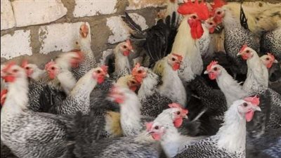 أسعار الفراخ والبيض اليوم الجمعه 26 سبتمبر 2025 بأسواق اسوان