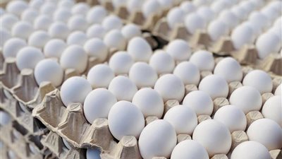 أسعار طبق البيض فى أسيوط اليوم الجمعة 26\9\2025