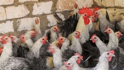 أسعار الفراخ اليوم السبت 27 سبتمبر 2025، ا