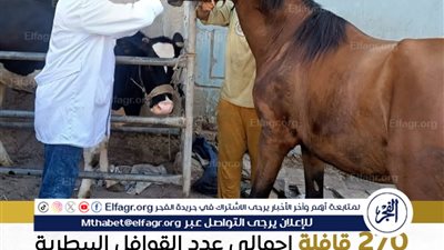 عاجل ـ قوافل بيطرية مجانية تخدم 79 ألف رأس ماشية و82 ألف طائر ضمن مبادرة 