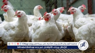 تعرف على أسعار الفراخ بمحافظة المنيا يوم الاحد 28سبتمبر 2025