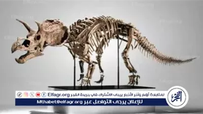 دار فيليبس تعرض حفرية ترايسيراتوبس نادرة في مزادها المقبل