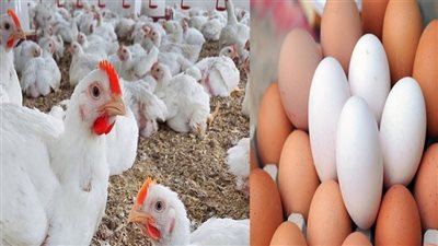 أسعار الفراخ والبيض اليوم الأربعاء 1 اكتوبر 2025 بأسواق الأقصر