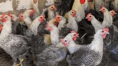 استقرار ملحوظ فى أسعار الفراخ والبيض باسوان اليوم الخميس 2 اكتوبر2025