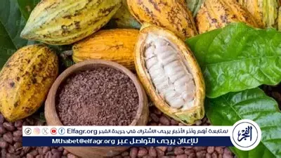 سعر الكاكاو يسجل مستوى قياسي جديد.. تهديد يلوح في أفق سوق الشوكولاتة