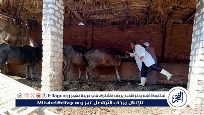محافظ الدقهلية: تحصين 230 ألف رأس ماشية في الحملة القومية للتحصين ضد مرض الحمى القلاعية بلقاح sat1 