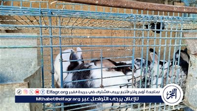 أسعار الدواجن في مطروح اليوم 