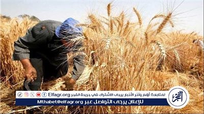 عاجل- الحكومة تعلن الخريطة الصنفية للقمح بالموسم الجديد وتكثف التوعية للمزارعين