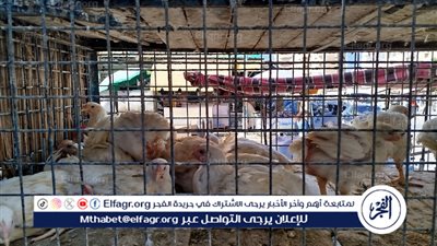 أسعار الدواجن في مرسى مطروح اليوم 