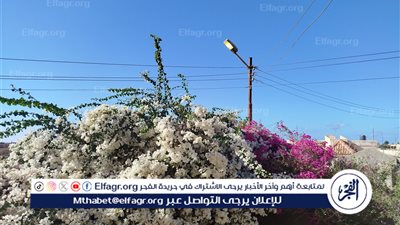 كأنك في الربيع..مطروح تتمتع بطقس ربيعي معتدل اليوم