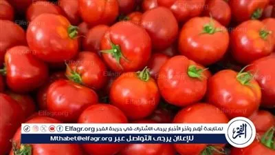 تعرف على سعر الطماطم اليوم الأحد 5 اكتوبر 2025 فى أسواق المنيا