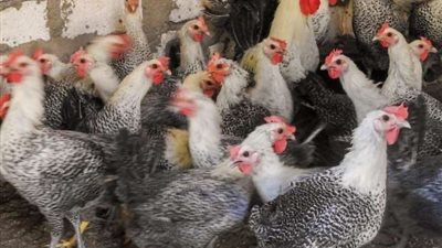 أسعار الفراخ البيضاء اليوم الأحد 5 أكتوبر 2025