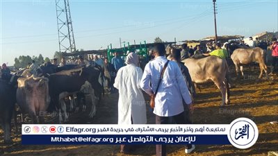 بيطري الإسماعيلية يواصل أعمال التقصي الإكلينيكي بسوق الماشية بالقصاصين للاطمئنان على سلامة الثروة الحيوانية