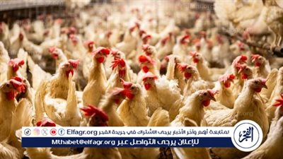 أسعار الدواجن والبيض في الأسواق اليوم الثلاثاء 7 أكتوبر 2025