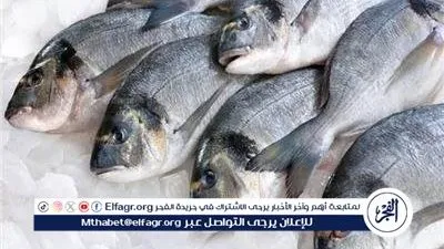 أسعار السمك اليوم الثلاثاء 7 أكتوبر 2025 في محافظة المنيا