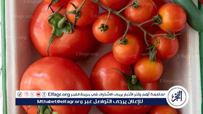 استقرار اسعار الطماطم اليوم الثلاثاء7 اكتوبر 2025 فى المنيا